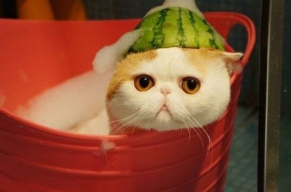 Fashionable Looks Worn By Snoopy The Cat